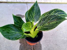 10 cm ↕️ Zimmer Pflanze Philodendron '"Birkin'”🌱